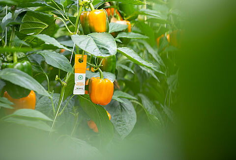 Försiktighetsåtgärder för allergier mot produkt