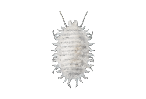 Ulllöss och sköldlöss