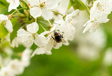 Pollinering på öppna fält
