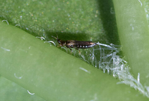 Japanese flower thrips