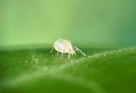 Transeius montdorensis