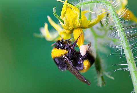 Pollineringschecklista tomat