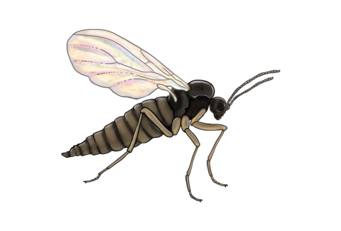 Flugor