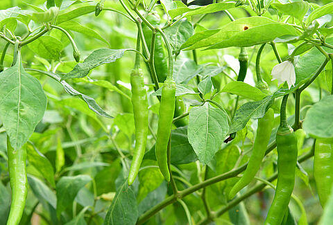 Chili