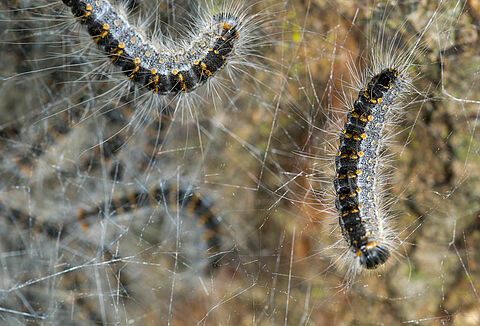 Municipality Doetinchem: Entonem nematodes managing oak processionary caterpillar