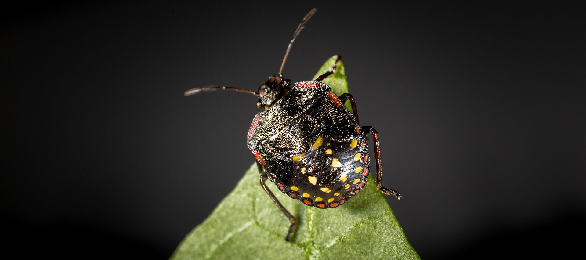 Tittar Insect Insekter - biologisk bekämpning, skador och livscykel