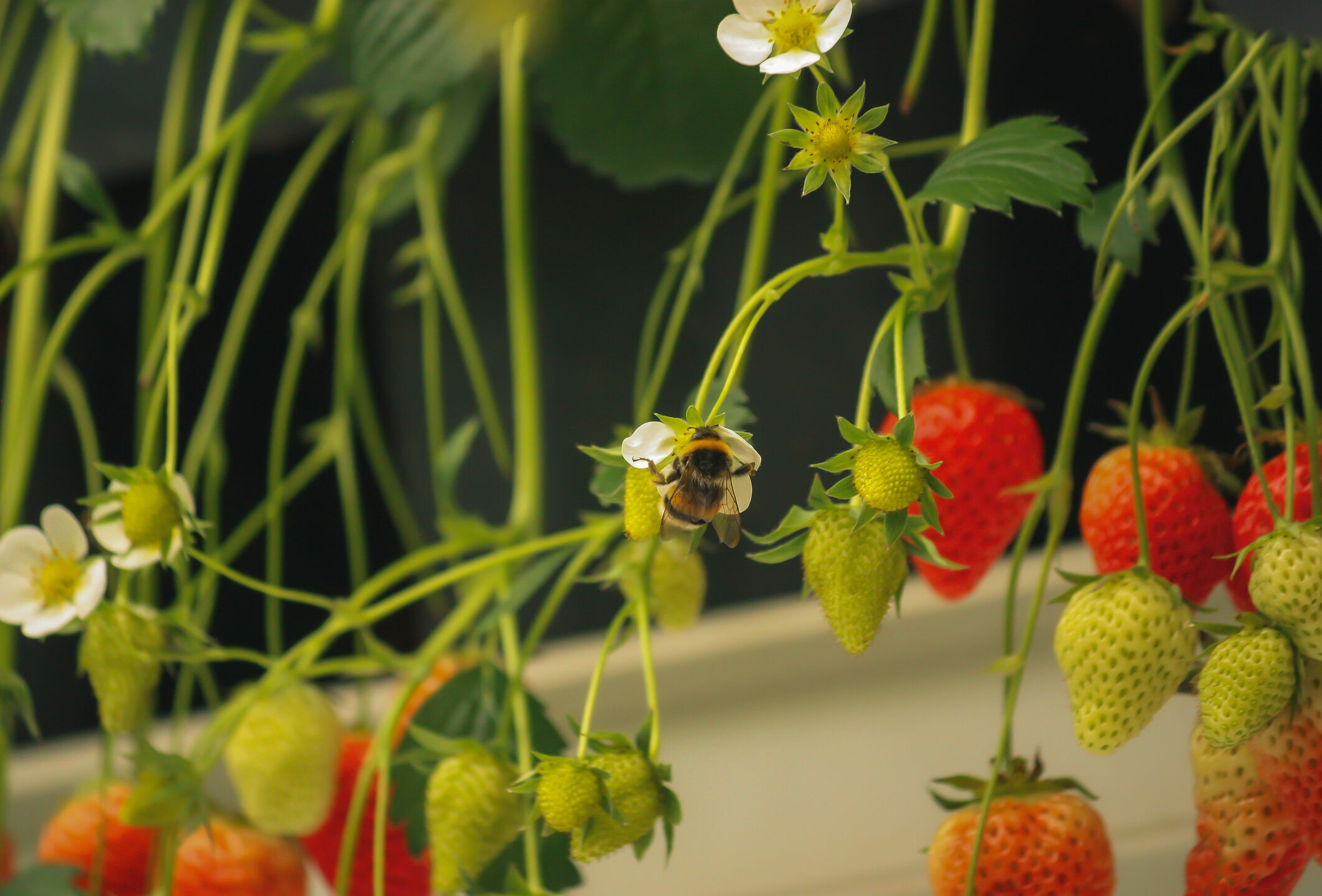 Pollinering i växthus med humlor