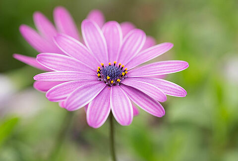 Sommarblommor