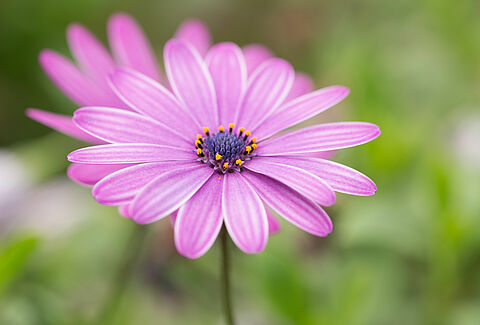 Sommarblommor