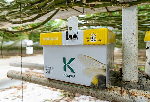 Hur man skyddar humlor i kyla