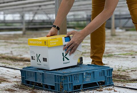 Optimal placering av humlekupor