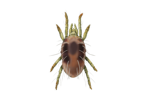 Spinnkvalster och andra kvalster