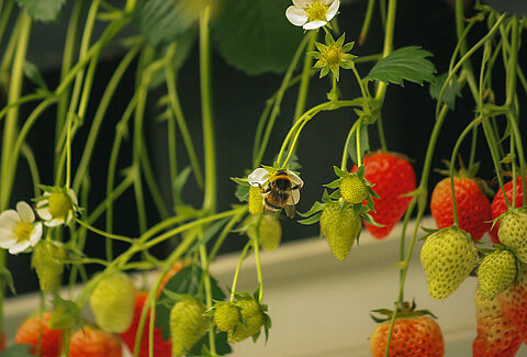 Pollinering av växthusgrödor