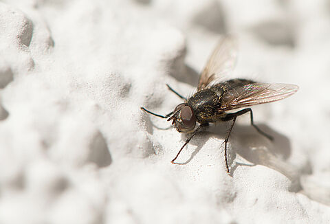 Lesser house fly