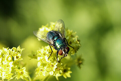 Pollineringschecklista Natupol Fly