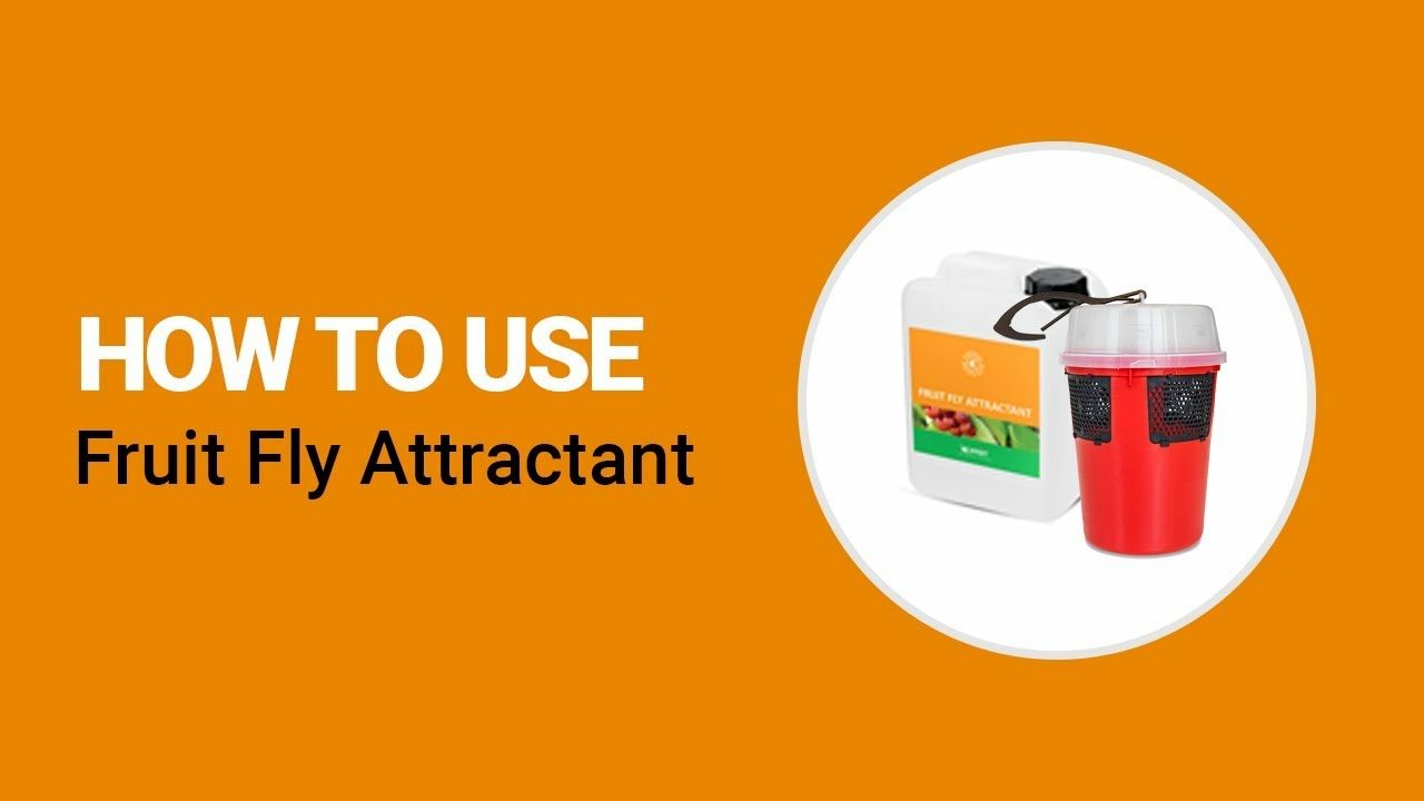 How to use Fruit Fly Attractant and Drosasan Trap from Koppert