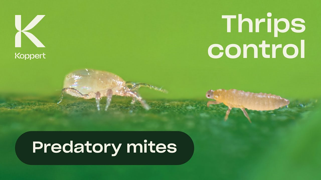 Biological control of thrips - Neoseiulus cucumeris
