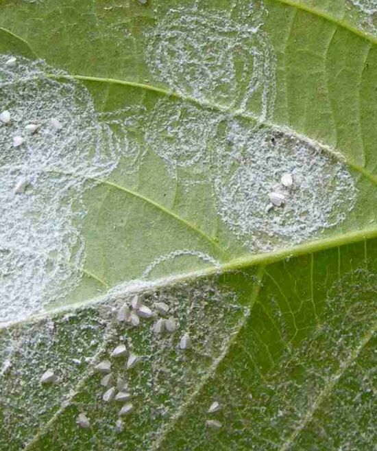 Spiralling whitefly Aleurodicus dispersus on leaf
