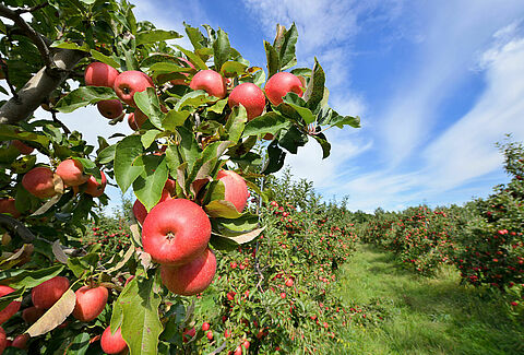 Äpple