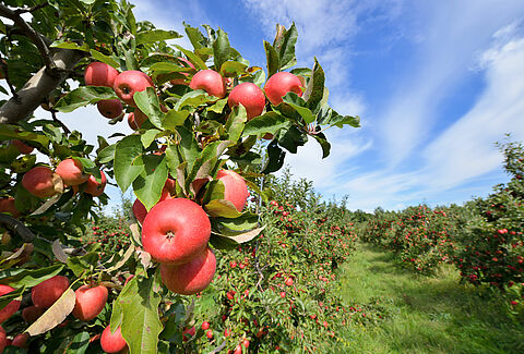 Äpple