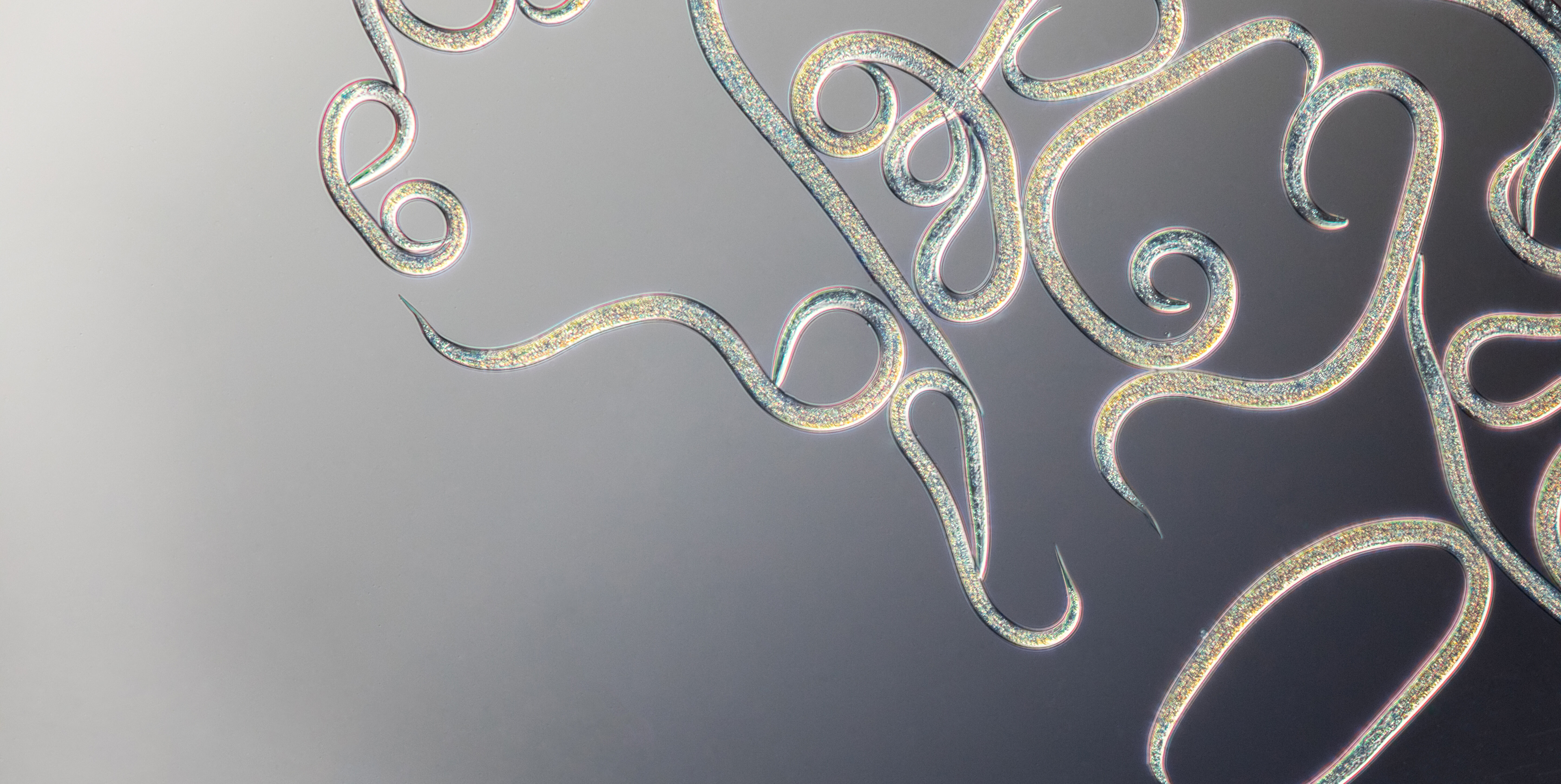 Vanliga frågor nematoder