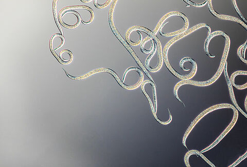 Vanliga frågor nematoder