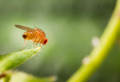 Spotted Wing Drosophila