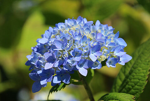 Snittblommor