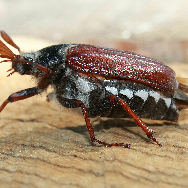 White grub cockchafer Melolontha melolontha Adult