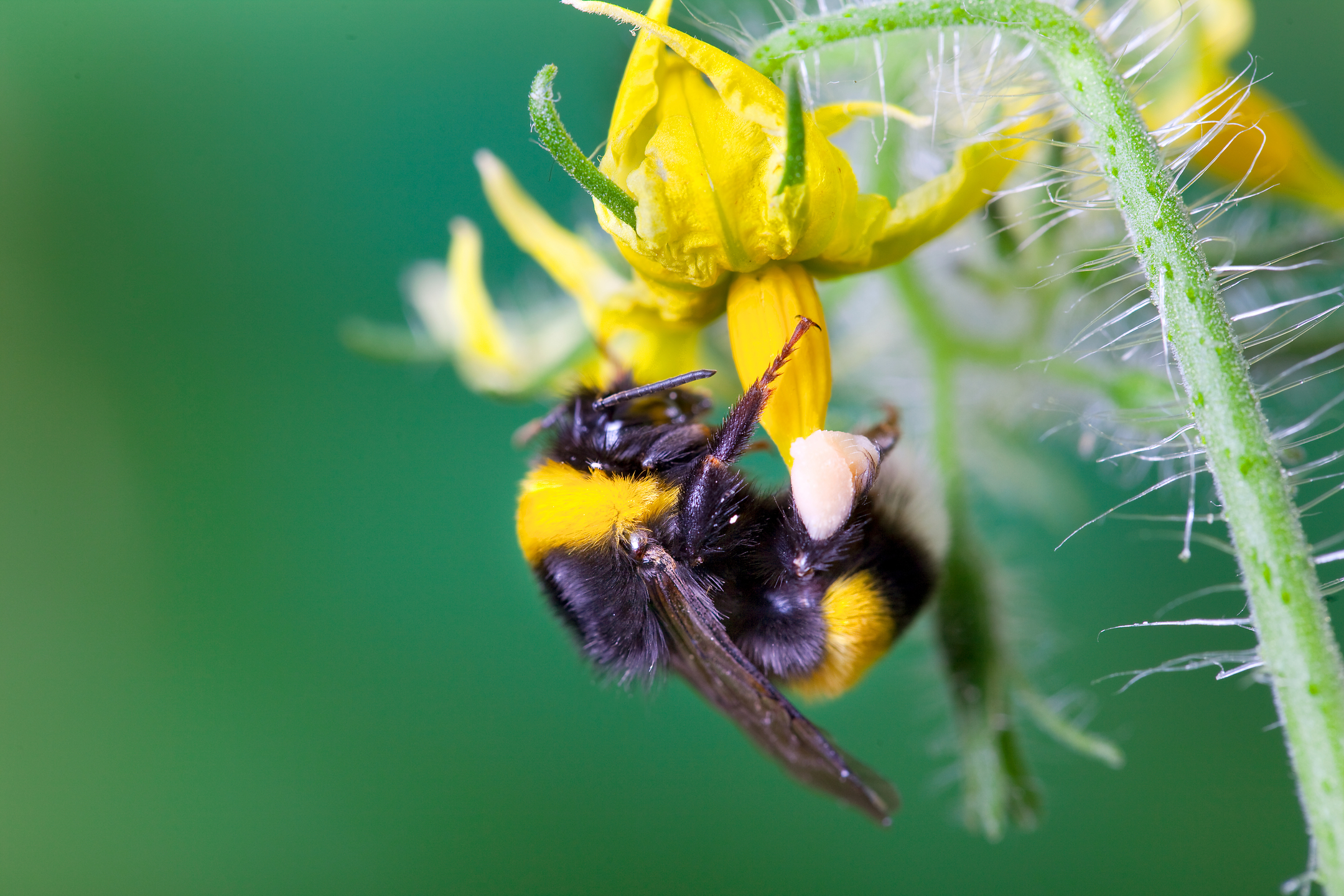 Pollineringschecklista Tomat