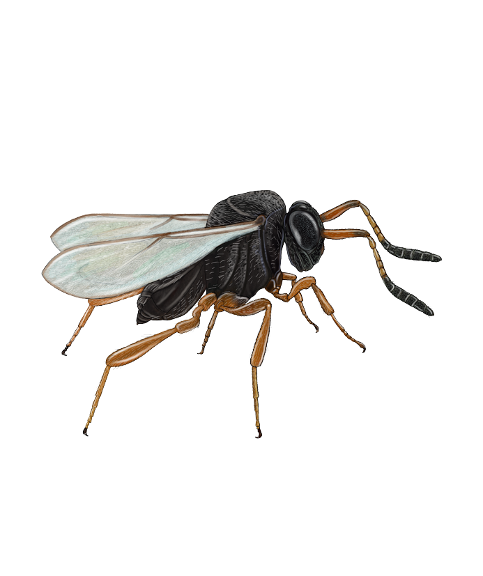 Parasitsteklar
